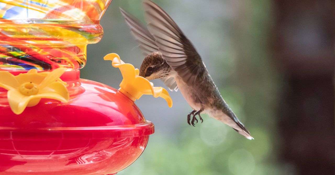 It’s Peak Season for Birdwatchers to Spot Migratory Hummingbirds, and Our Favorite Feeder Is on Sale It’s Peak Season for Birdwatchers to Spot Migratory Hummingbirds, and Our Favorite Feeder Is on Sale