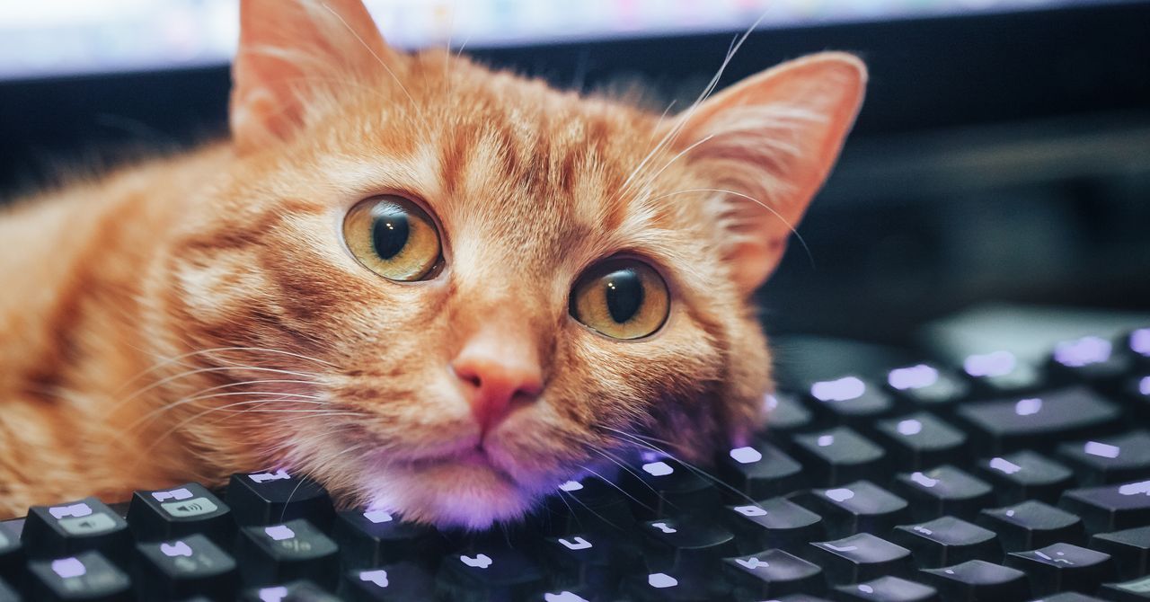 Keyboard Shortcuts I Learned From My Cat Keyboard Shortcuts I Learned From My Cat